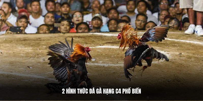 2 Hình thức đá gà C4 được ưa chuộng nhất