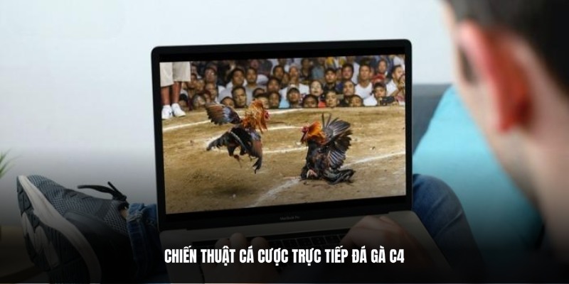 Bí kíp chơi cá cược đá gà trực tiếp C4