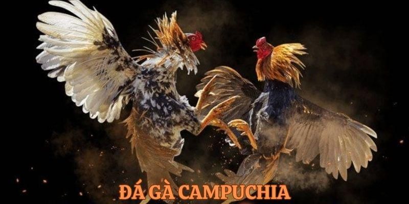 Đá gà Campuchia: Sân chơi cá cược trực tiếp đầy kịch tính