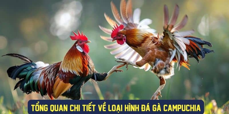 Tìm hiểu thông tin về đá gà Campuchia là gì?